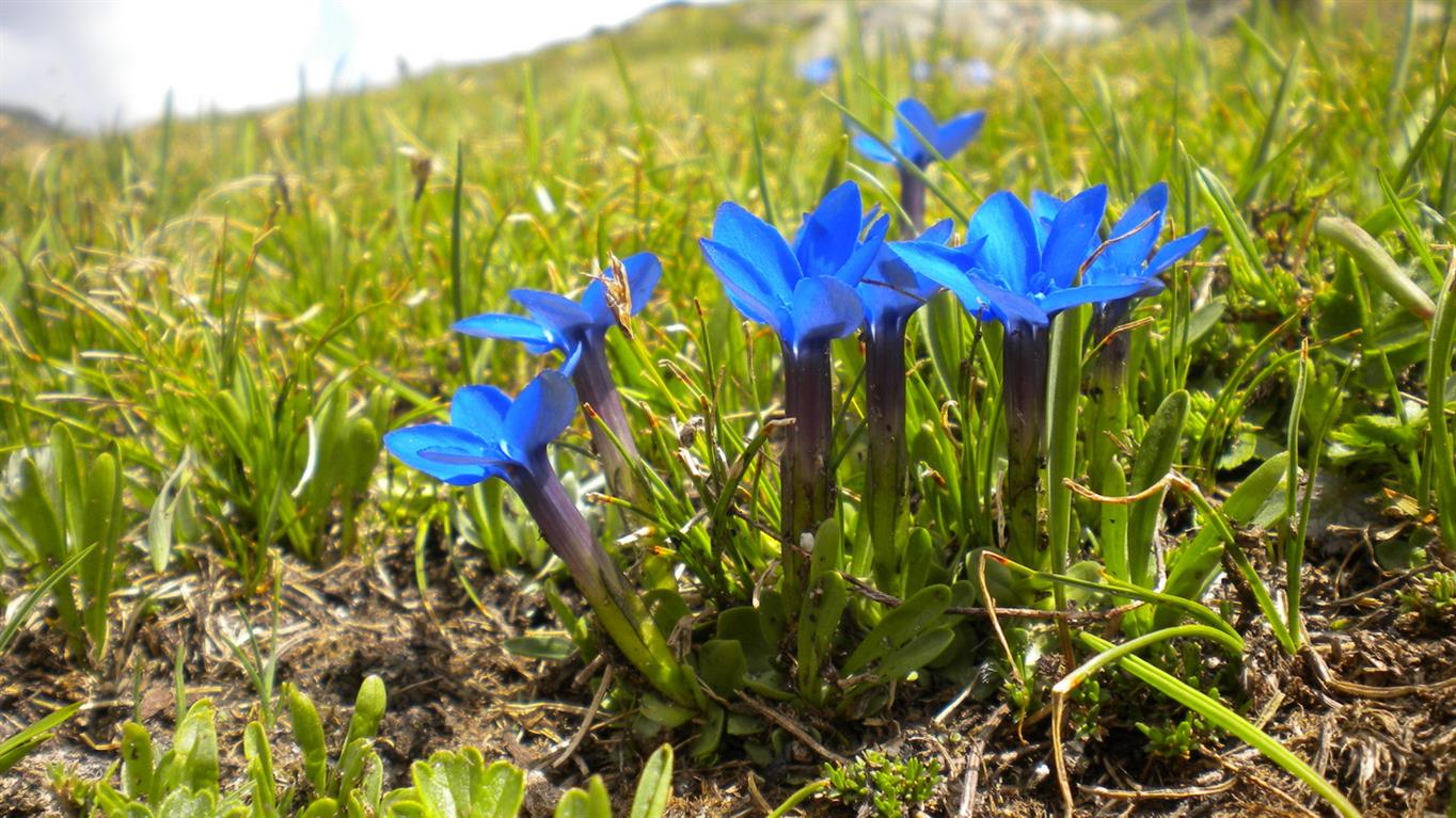 Val d''Aosta 04, Genziana...?